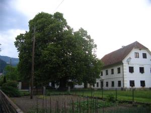 Kolenčeva lipa